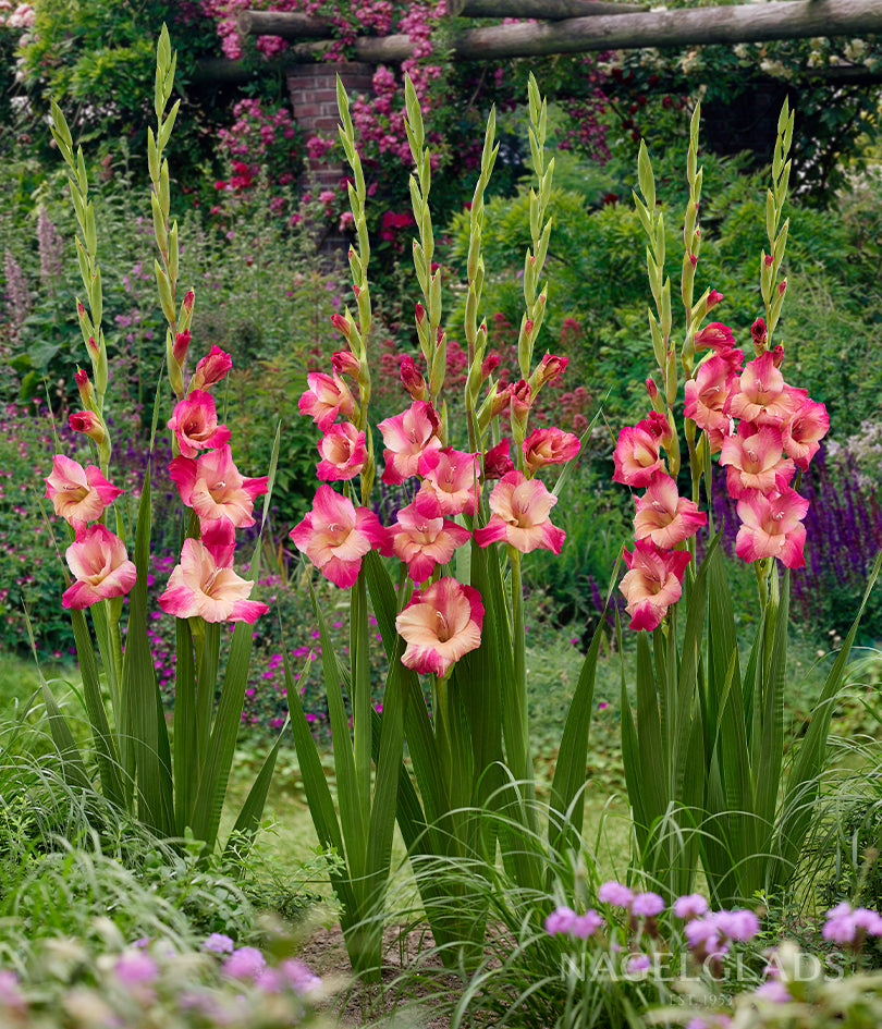 Apricot Bubble Gum Gladiolus Flower Bulbs