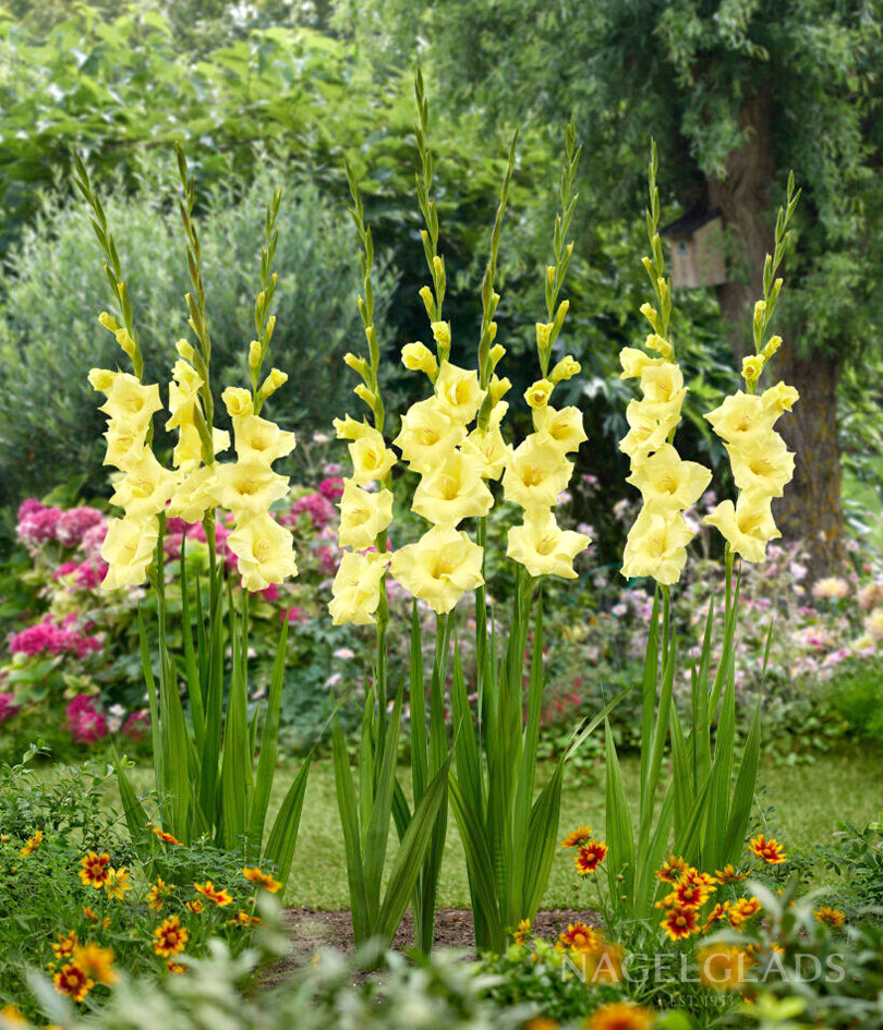 Bananarama Gladiolus Flower Bulbs
