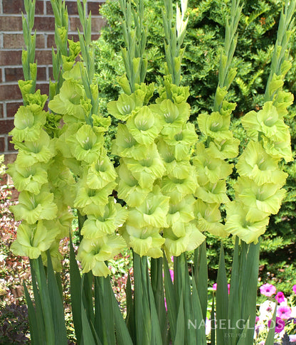 Green Star Gladiolus Flower Bulbs