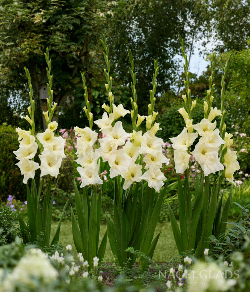 Speed Date Gladiolus Flower Bulbs