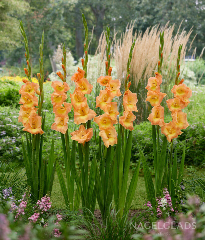 Peche Melba Gladiolus Flower Bulbs