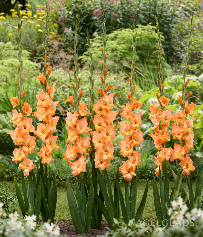 Olympic Flame Gladiolus Flower Bulbs – Nagel Gladiolus Bulbs