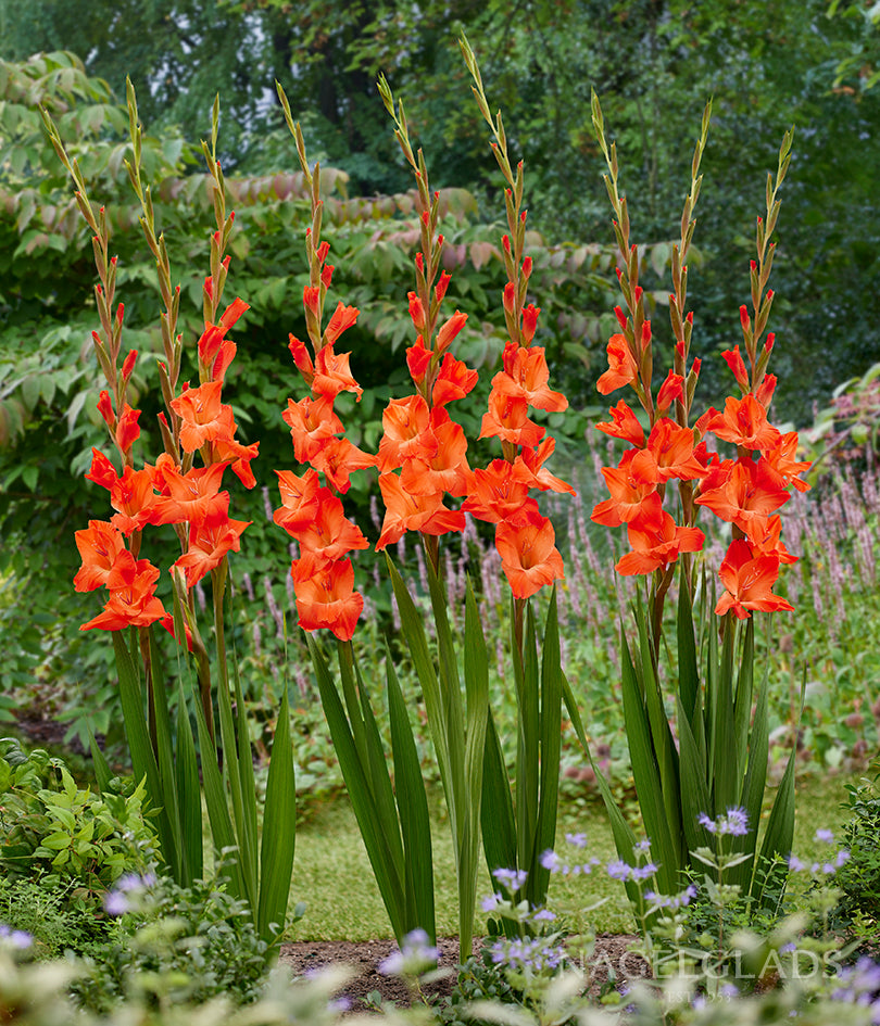 Live Oak Gladiolus Flower Bulbs