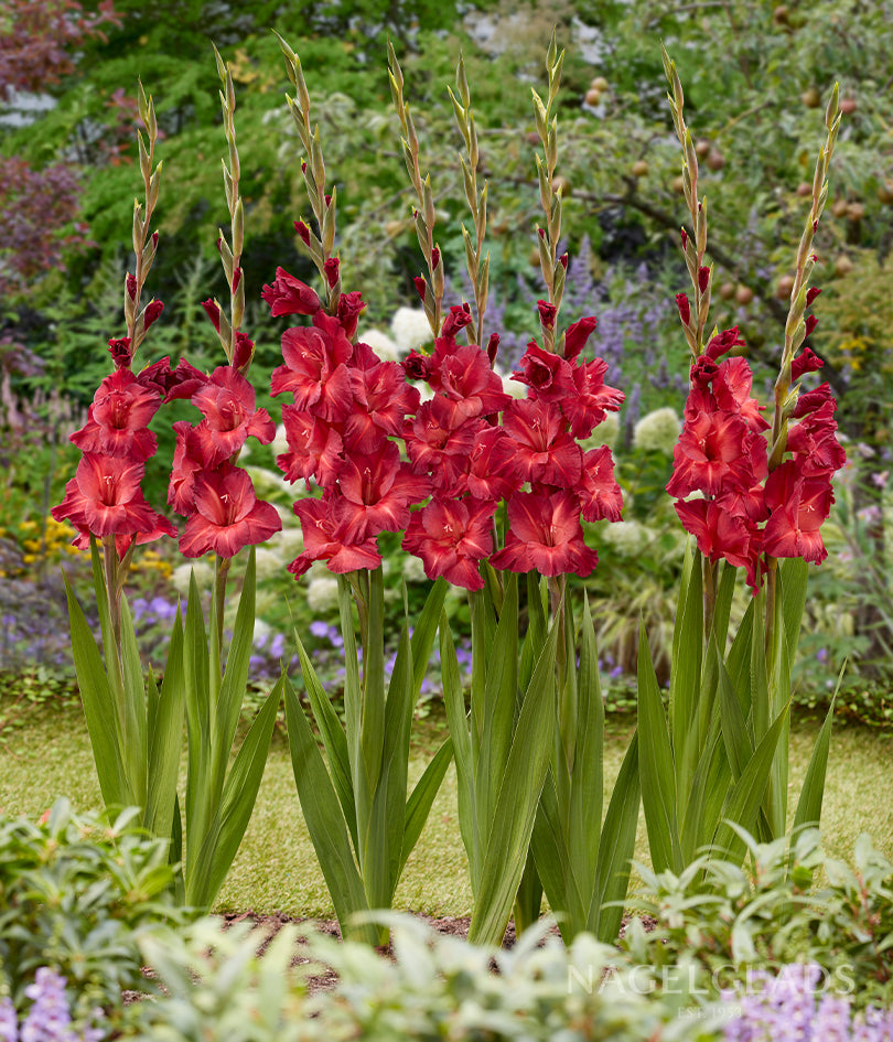 Chocolate Gladiolus Flower Bulbs