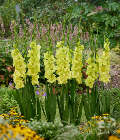 Kio Gladiolus Flower Bulbs