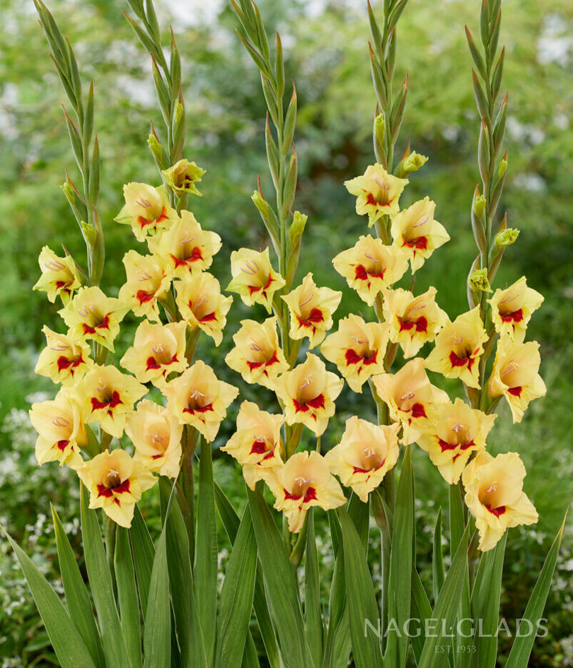 Maxial Gladiolus Flower Bulbs