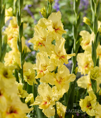 Maxial Gladiolus Flower Bulbs