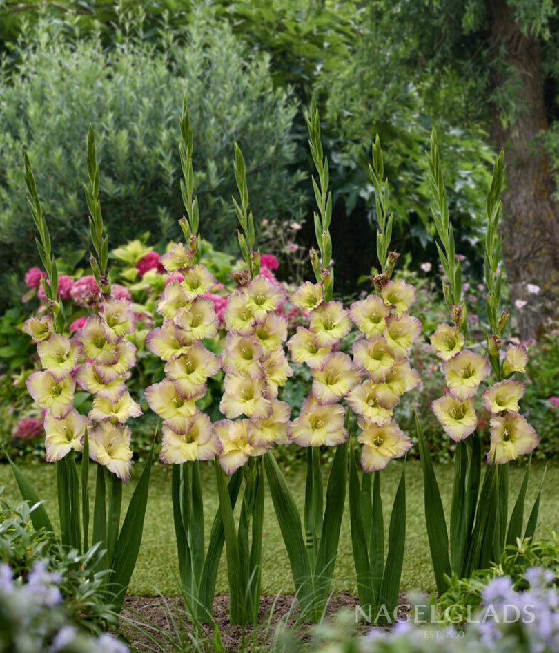 Moonlight Shadow Gladiolus Flower Bulbs