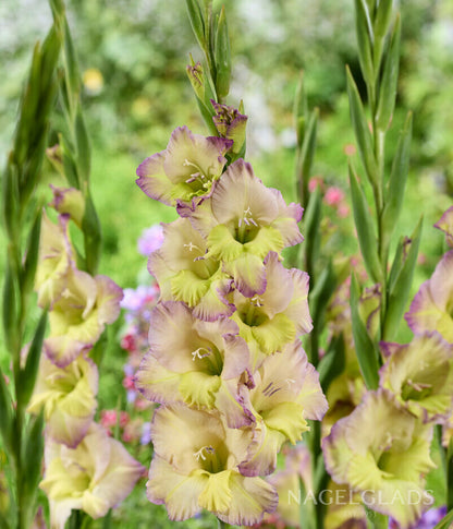 Moonlight Shadow Gladiolus Flower Bulbs