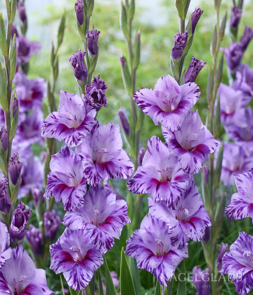 Passos Gladiolus Flower Bulbs