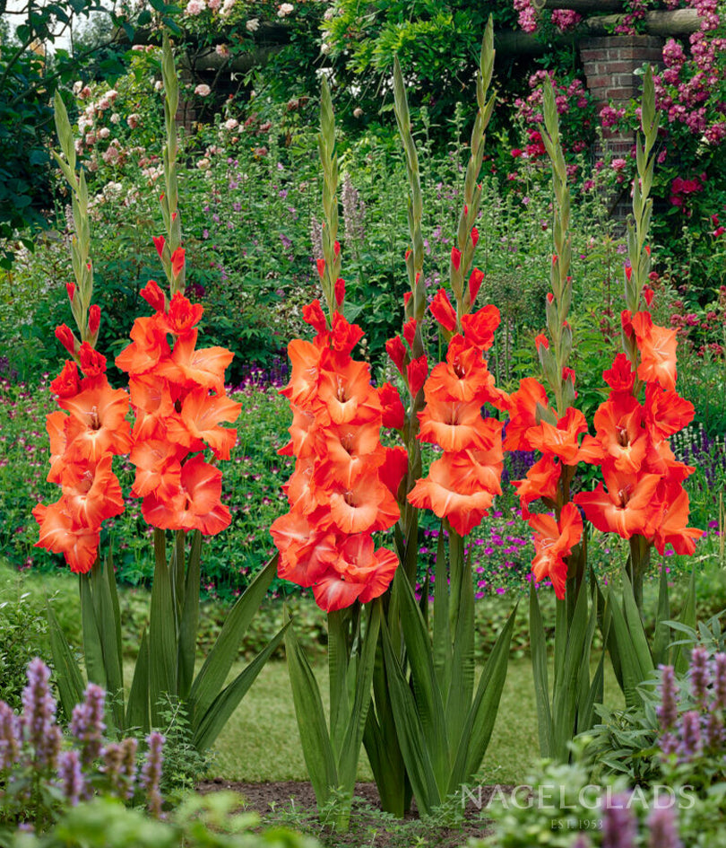 Stormy Gladiolus Flower Bulbs