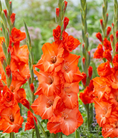 Stormy Gladiolus Flower Bulbs