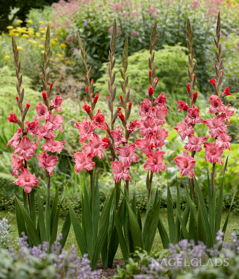 Strawberry Swirl Gladiolus Flower Bulbs