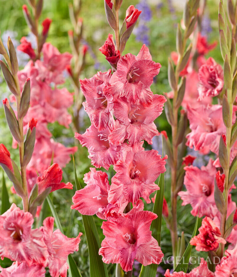 Strawberry Swirl Gladiolus Flower Bulbs