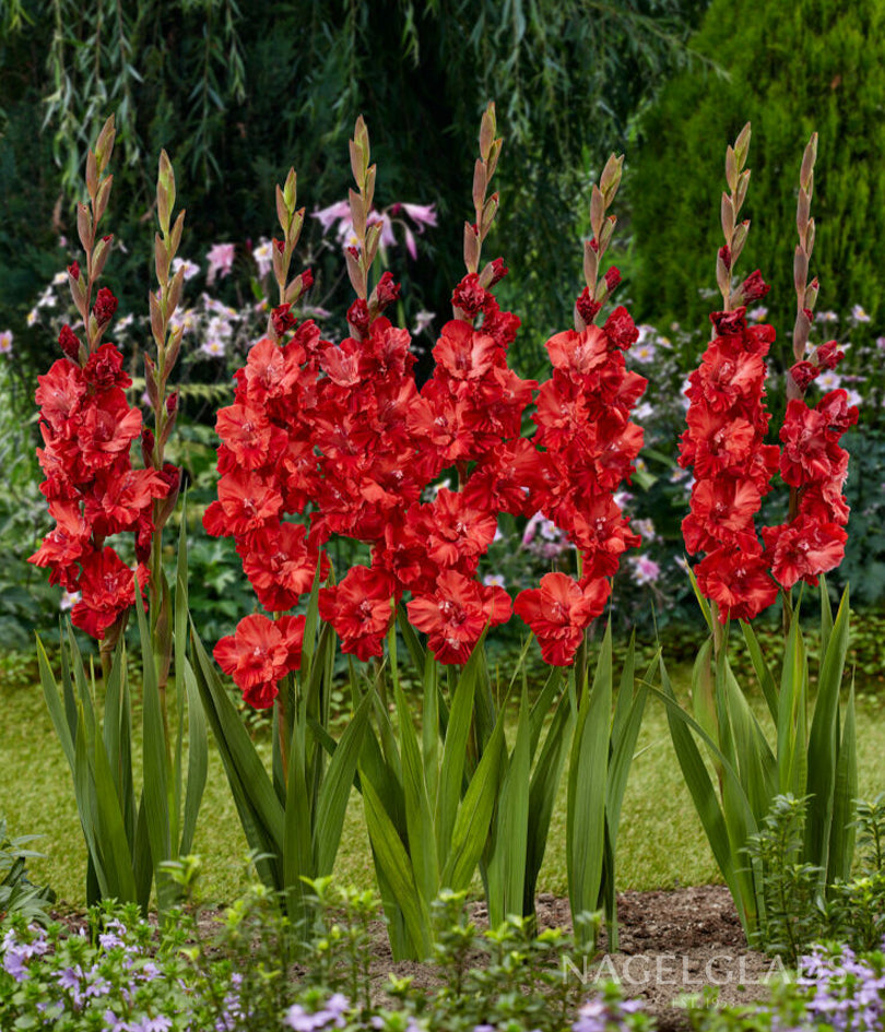 Velvet Raspberry Flower Bulbs