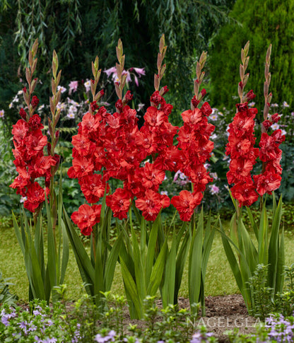 Velvet Raspberry Flower Bulbs