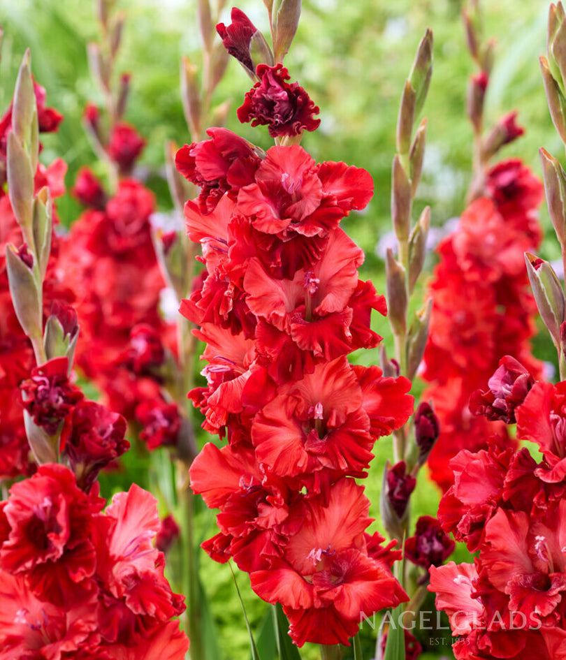 Velvet Raspberry Flower Bulbs