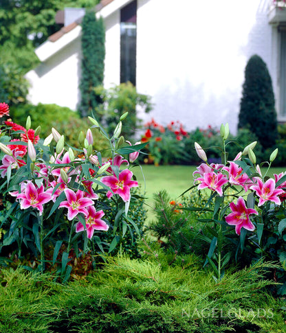 lily flower nearby Stargazer Oriental Lily Flower Bulbs – Nagel Gladiolus Bulbs