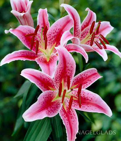 lily oriental flower Stargazer Oriental Lily Flower Bulbs – Nagel Gladiolus Bulbs