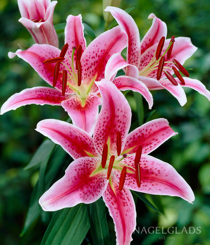 Stargazer Oriental Lily Flower Bulbs