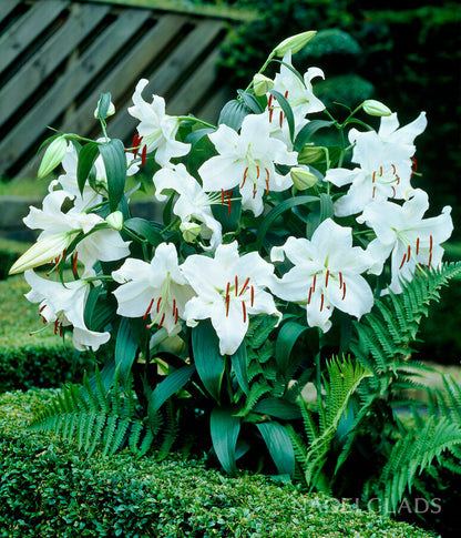 white asiatic lily bulbs Casa Blanca Oriental Lily Flower Bulbs – Nagel Gladiolus Bulbs