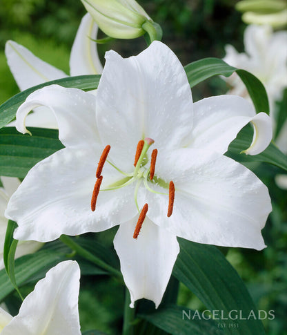 Casa Blanca Oriental Lily Flower Bulbs