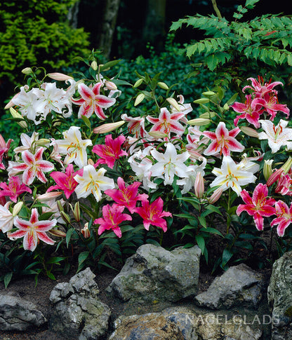 Mixed Oriental Lily Flower Bulbs