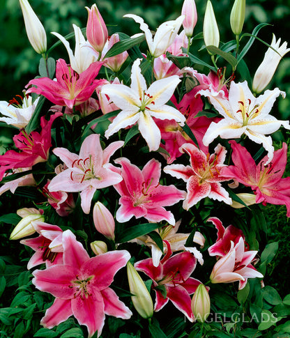 Mixed Oriental Lily Flower Bulbs