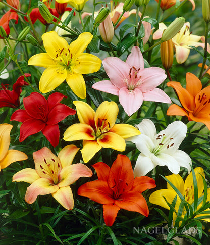 asiatic lilies bulbs Mixed Asiatic Lily Flower Bulbs – Nagel Gladiolus Bulbs