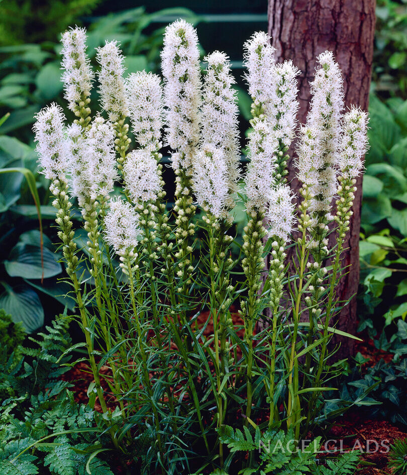 Spicata Alba Liatris Flower Bulbs