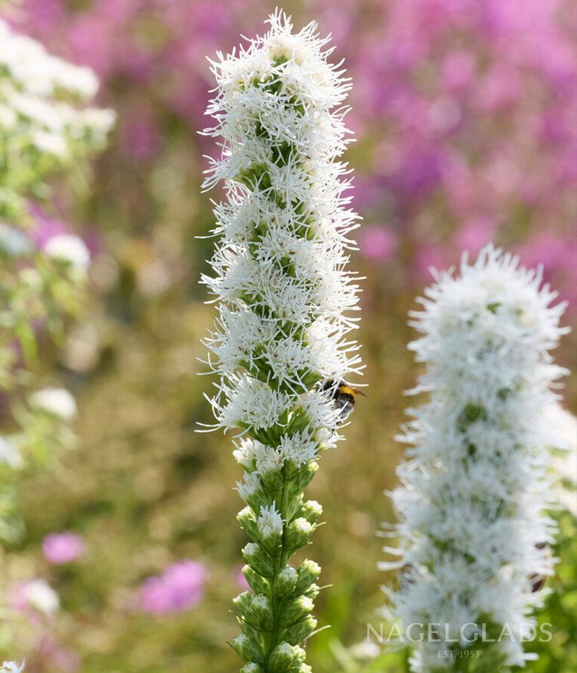 Spicata Alba Liatris Flower Bulbs