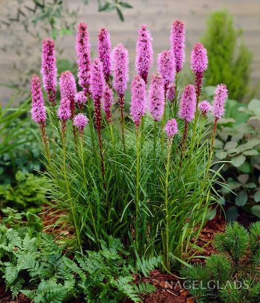 Spicata Liatris Flower Bulbs