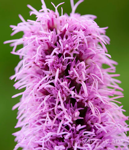 Spicata Liatris Flower Bulbs