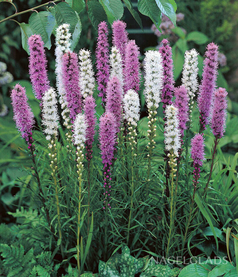 Mixed Liatris Flower Bulbs