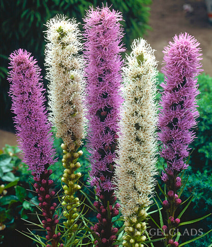 Mixed Liatris Flower Bulbs