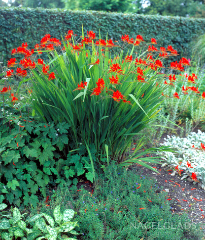 crocosmia lucifer seeds planting Red King Crocosmia Flower Bulbs – Nagel Gladiolus Bulbs
