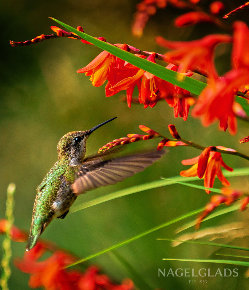 Red King Crocosmia Flower Bulbs