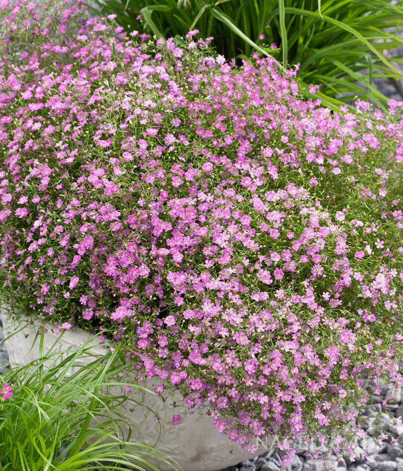 Pink Baby's Breath Gypsophila Bareroot Flower Bulbs