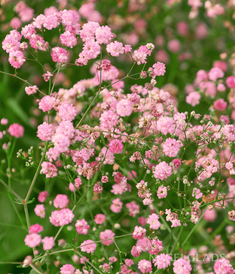 Pink Baby's Breath Gypsophila Bareroot Flower Bulbs