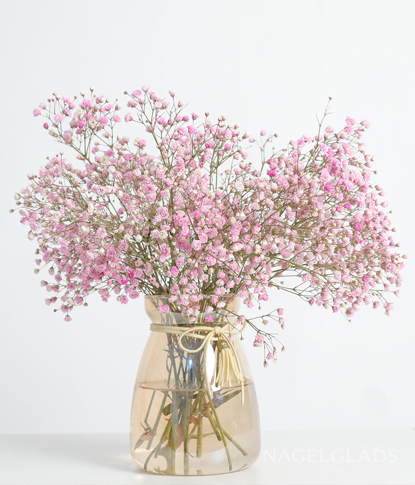 Pink Baby's Breath Gypsophila Bareroot Flower Bulbs