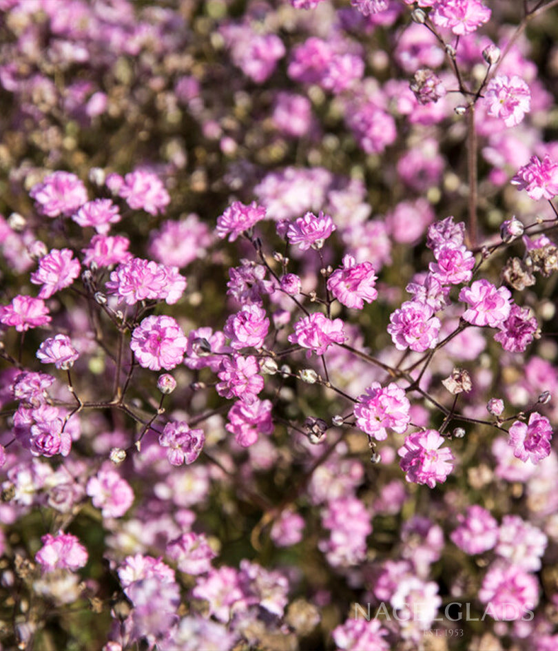 Pink Baby's Breath Gypsophila Bareroot Flower Bulbs