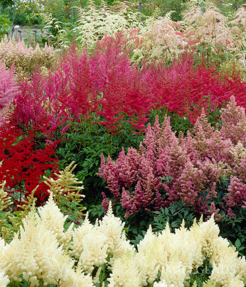 Mixed Astilbe Bareroot Flower Bulbs