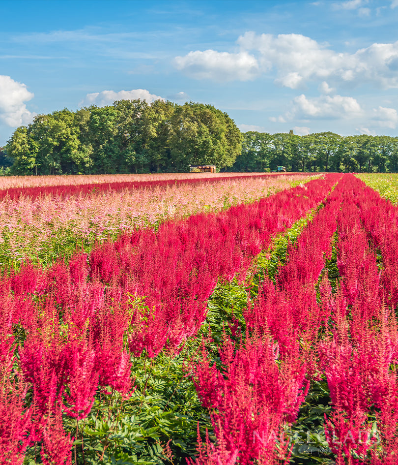 Mixed Astilbe Bareroot Flower Bulbs