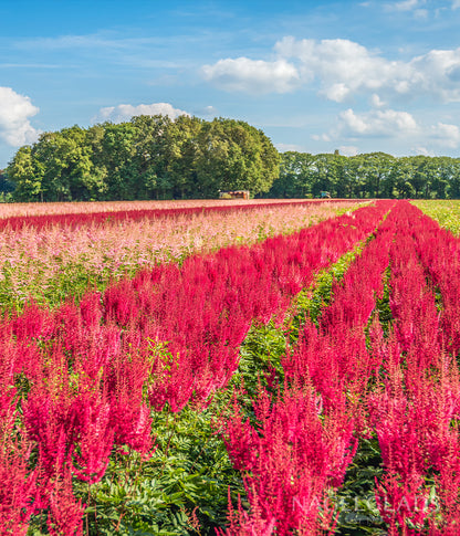 Mixed Astilbe Bareroot Flower Bulbs