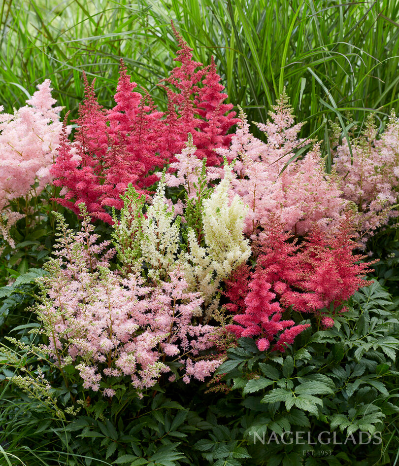 Mixed Astilbe Bareroot Flower Bulbs