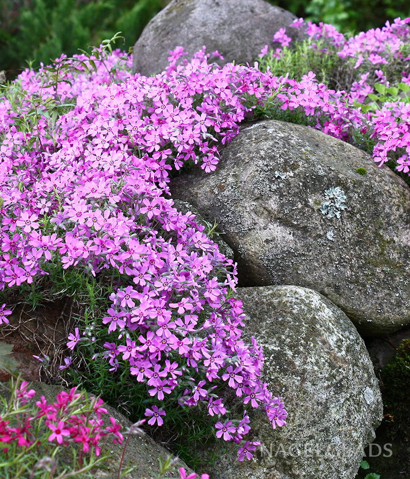 Mixed Phlox Bareroot Flower Bulbs