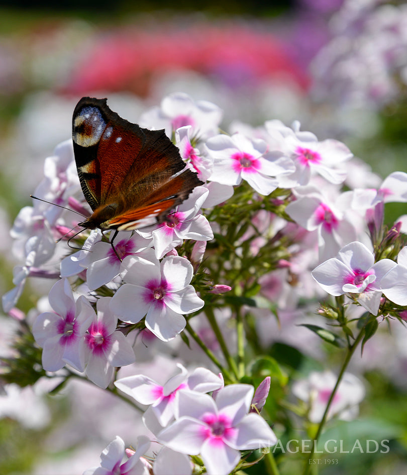 Mixed Phlox Bareroot Flower Bulbs