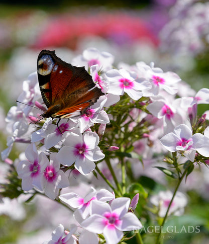 Mixed Phlox Bareroot Flower Bulbs