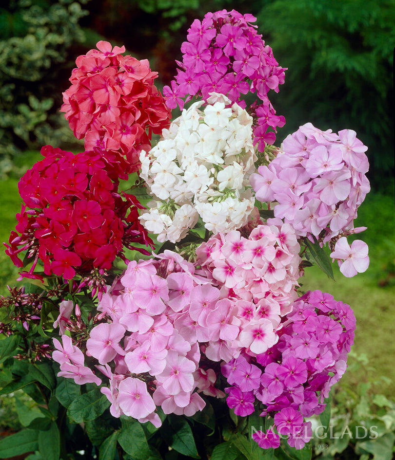 Mixed Phlox Bareroot Flower Bulbs