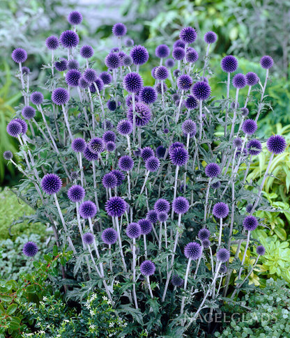 Blue Globe Thistle Echinops Rito Bareroot Flower Bulbs